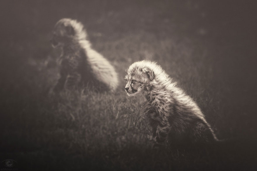 africa-souls-zoo-photography-manuela-kulpa-2