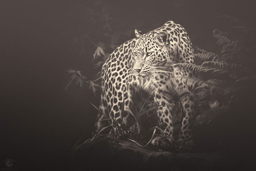 africa-souls-zoo-photography-manuela-kulpa-6