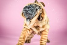 Photo of Dangerously Adorable Collection of Puppies Caught Mid-Shake by Carli Davidson