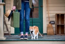Photo of Benefits of Doing Veterinary Relief Work